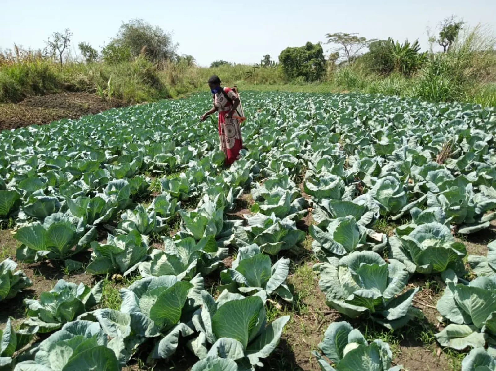 Livelihoods - Woman tending a commercial cabbage garden under a livelihoods project